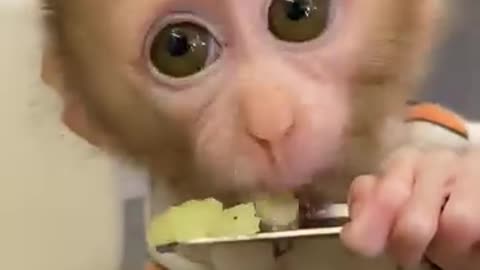 Lovely Little Monkey