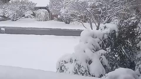 Blizzard