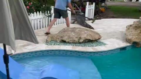 Florida Alligator Finds Its Way Into The Pool