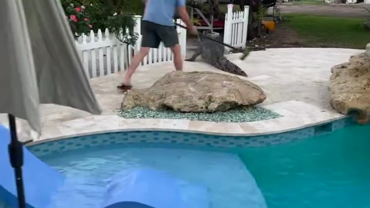 Florida Alligator Finds Its Way Into The Pool