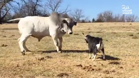 Stupid animal fun moments