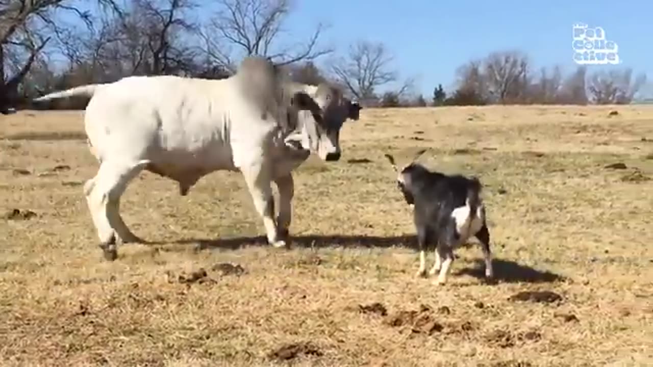 Stupid animal fun moments