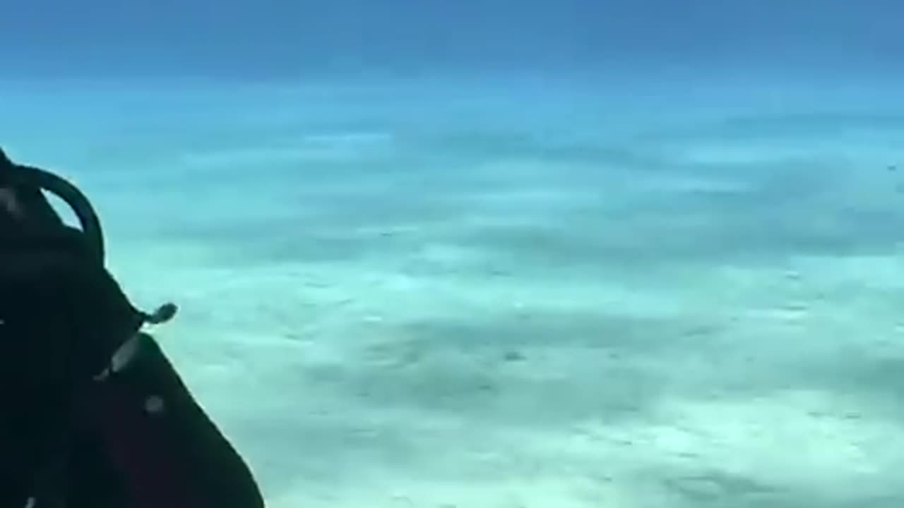 Tiger Shark beautiful close pass in Ocean