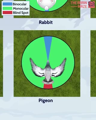 Field of View for various creatures