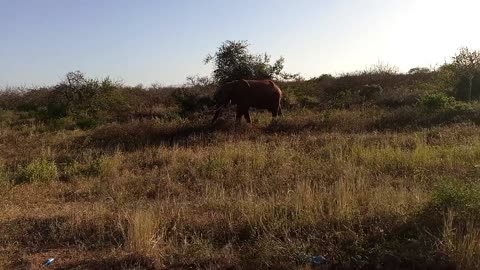 Casual Kenyan-style road trip.