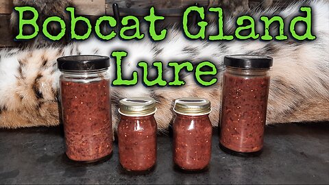 How to make Bobcat gland lure