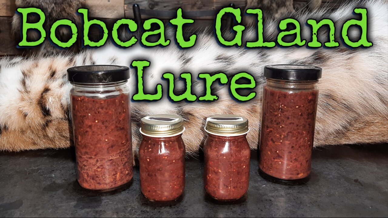 How to make Bobcat gland lure