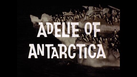 Mutual Of Omaha's Wild Kingdom - "Adelie of Antarctica"