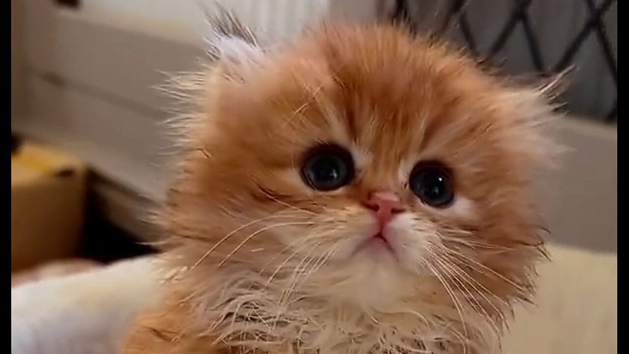 Cute baby kitten ♥️ 🥰