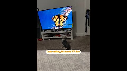 Louie love to watch his favorite TV show❤️❤️