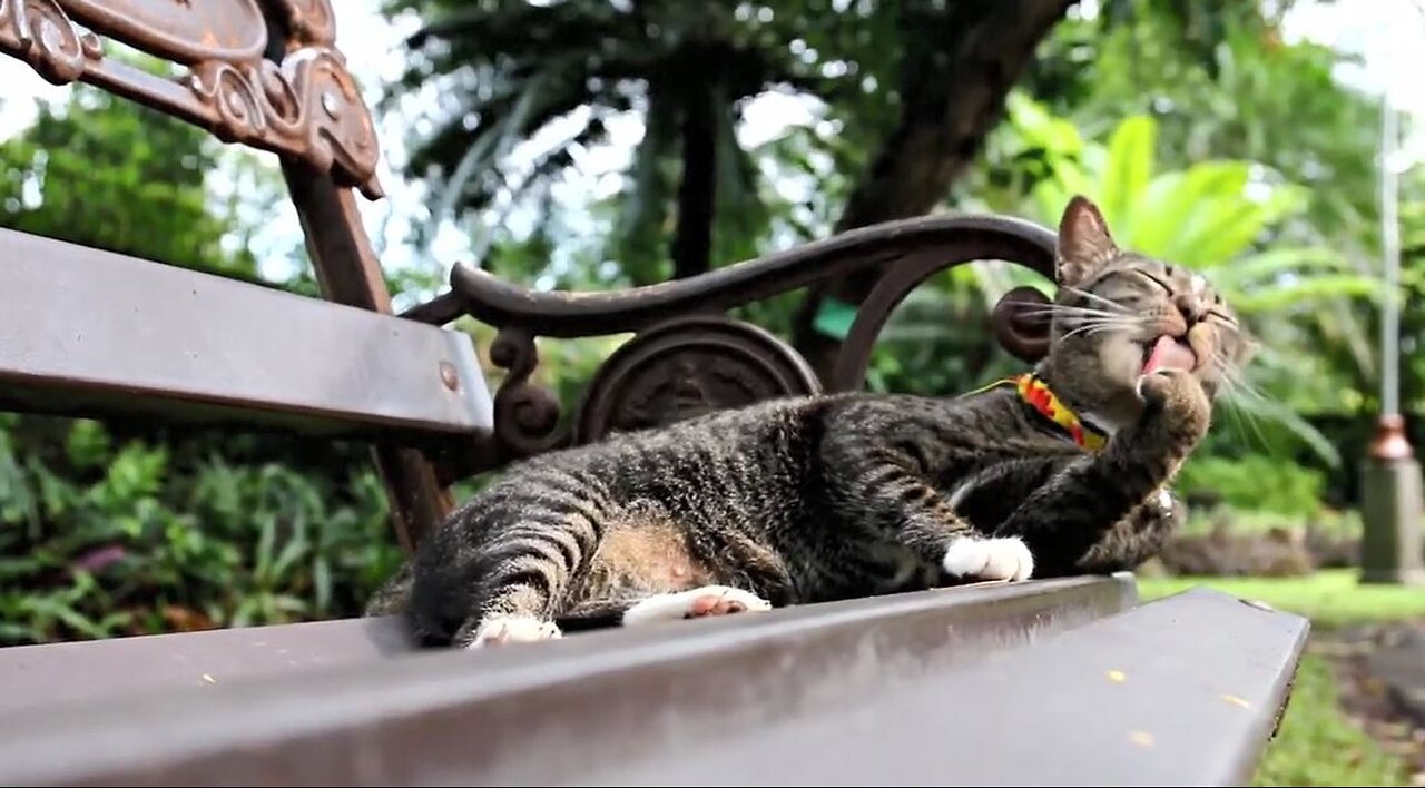 Best Cats Video