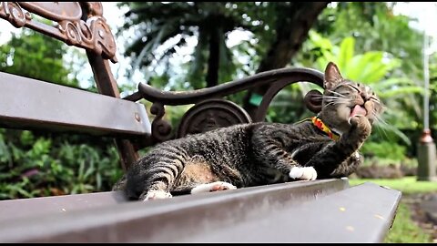 Best Cats Video