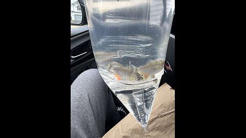 Introducing six baby red belly piranha into, my African cichlid tank.