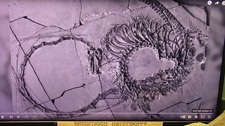 Fossile di drago di 240 milioni di anni trovato e molto completo