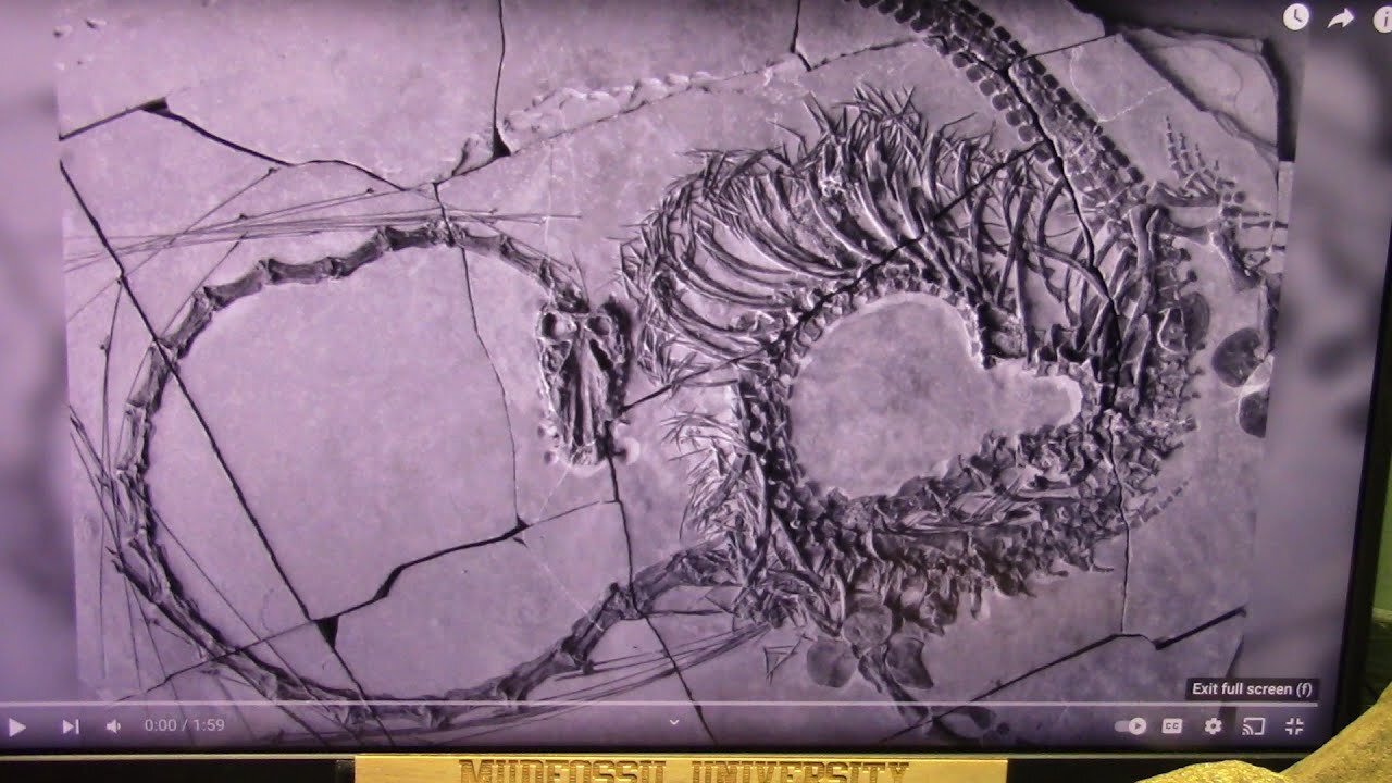 Fossile di drago di 240 milioni di anni trovato e molto completo