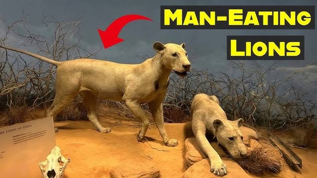 10 Most Frightening Man-Eating Animals In History - You Won’t Believe These Existed