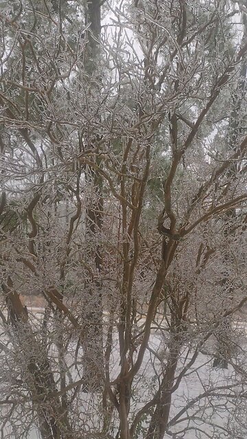 Arkansas Winter Storm covers trees in ice