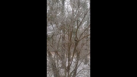 Arkansas Winter Storm covers trees in ice