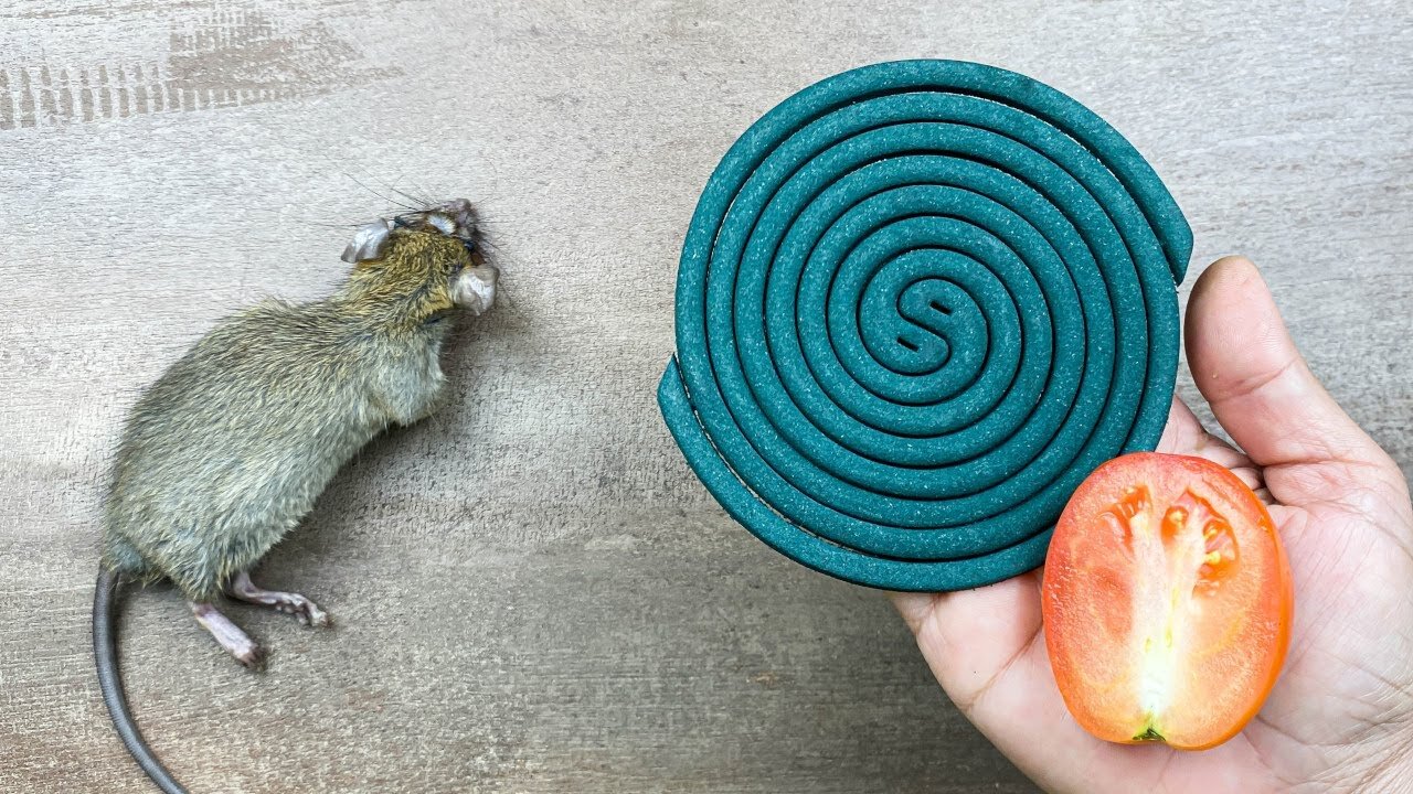 Get Rid of Mice and Rats Naturally in Just One Minute! 🐭🚫