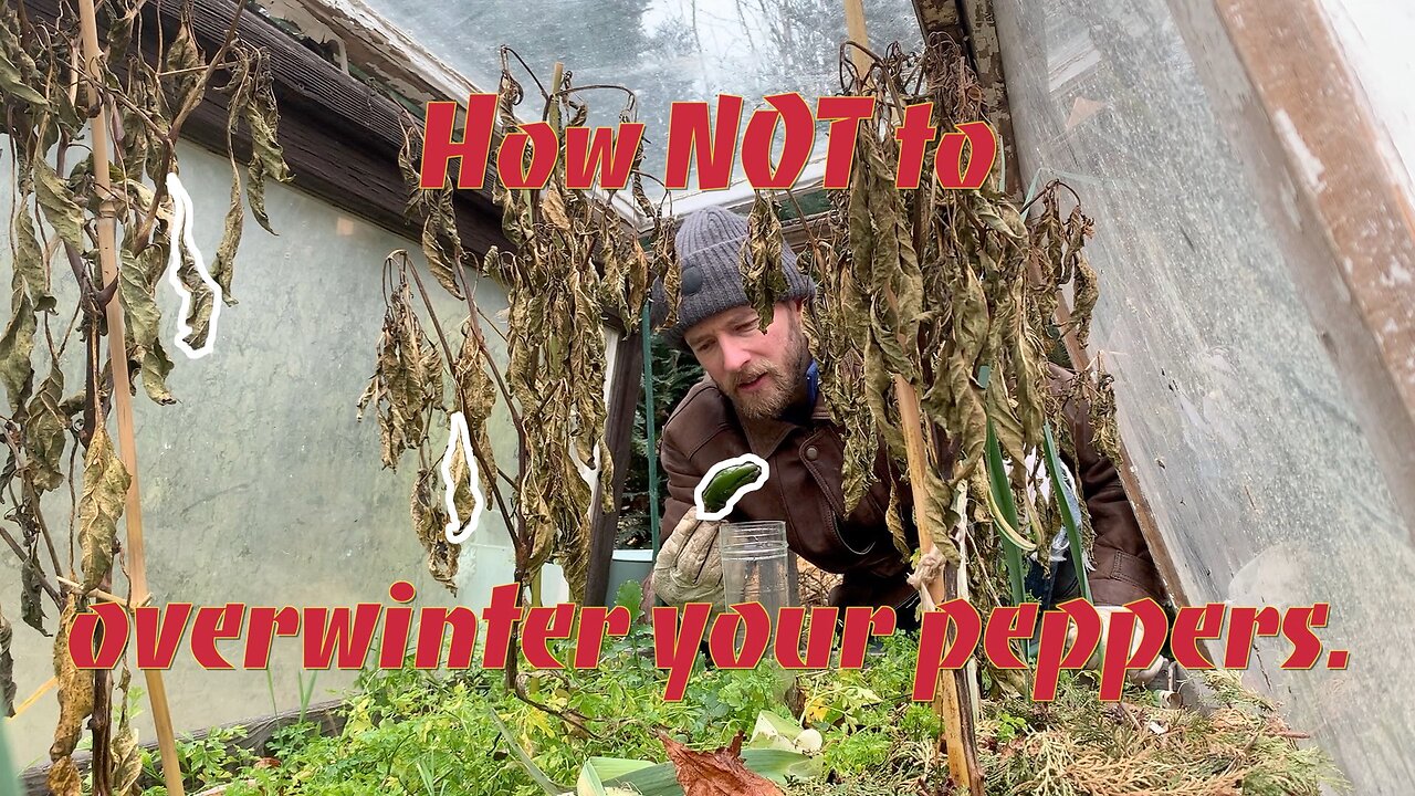 How NOT to overwinter peppers.