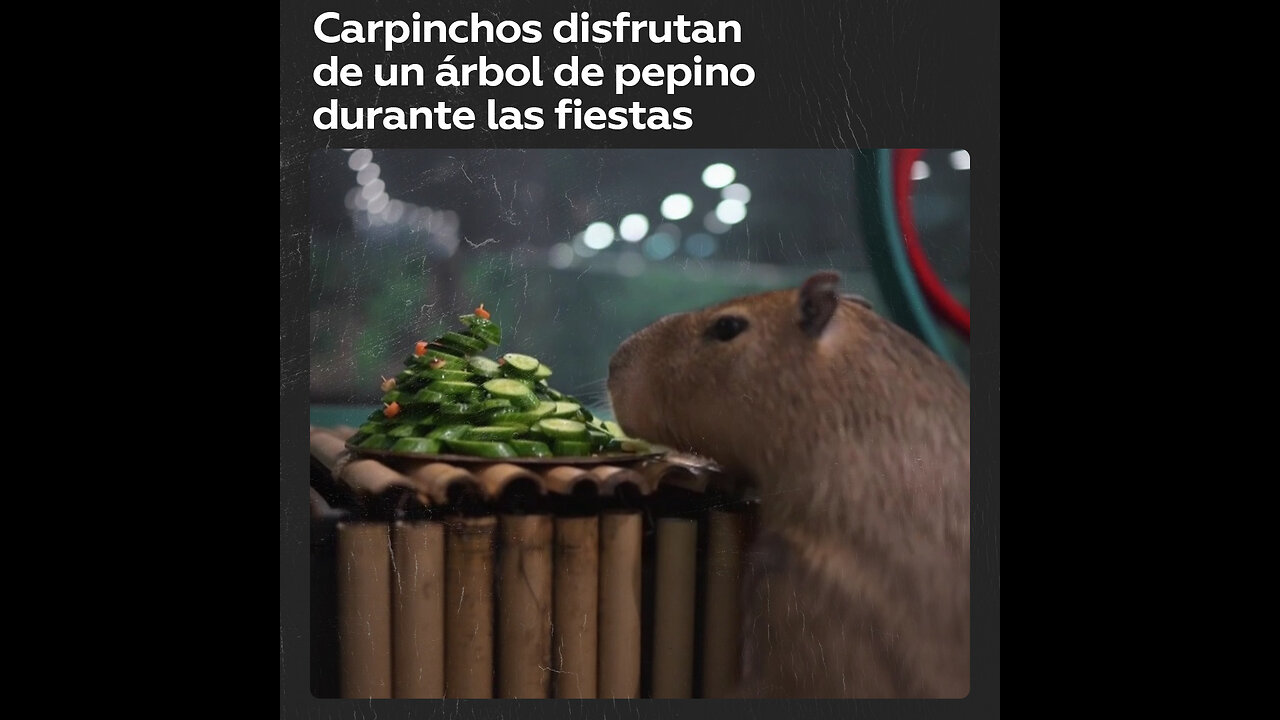 🎄Los carpinchos de Moscú reciben su sabroso regalo de Año Nuevo