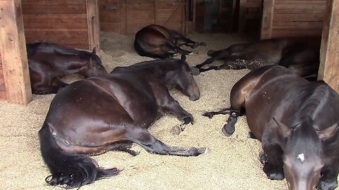 The Serene Symphony: Horses Peacefully Farting and Snoring"