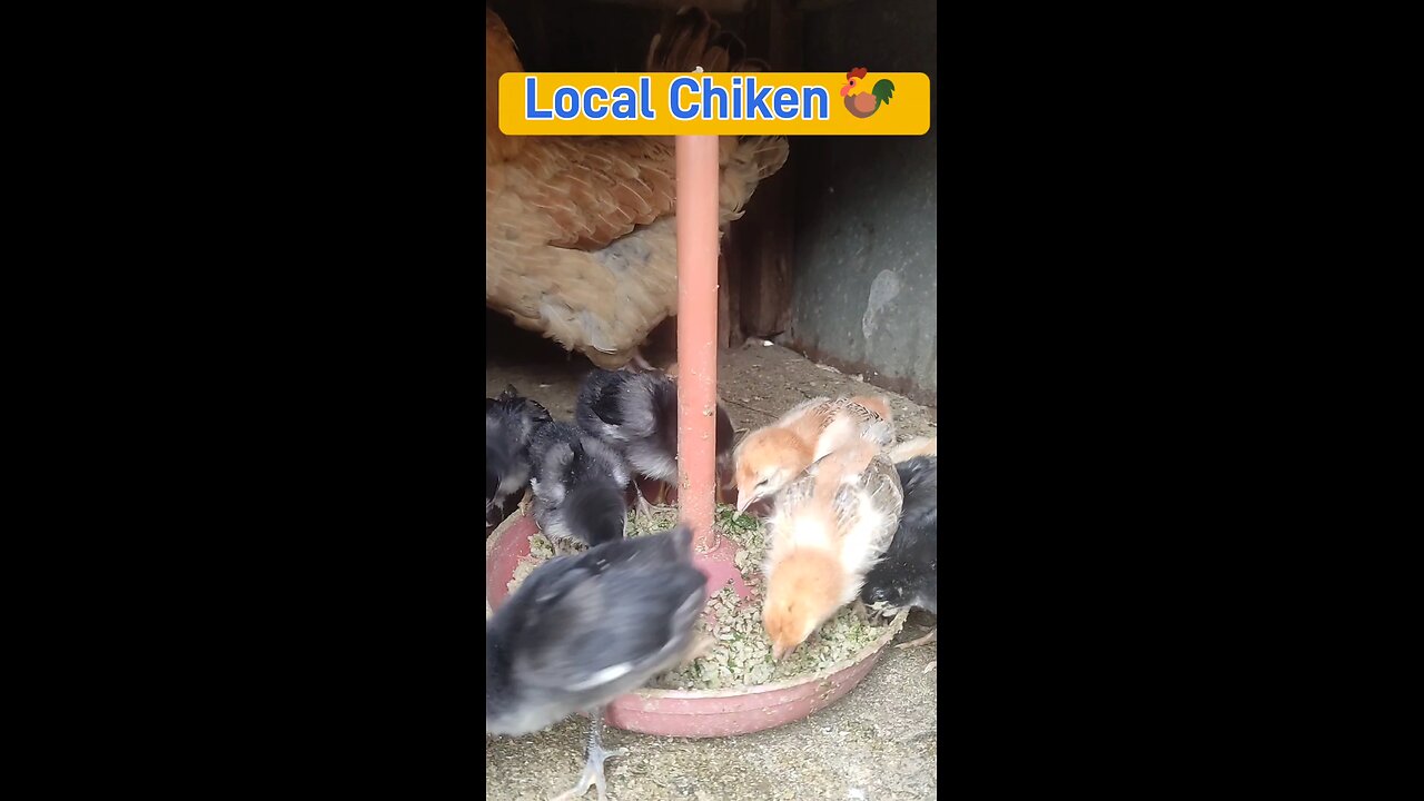 Local Chicken🐓#shorts #viralshorts #chicken #chicks #trending #poultry #cute