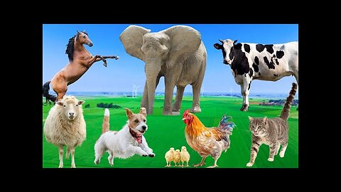 Beautiful Animal Moments - Dog, Cat, Chicken, Elephant, Cow, Sheep - Animal Sounds