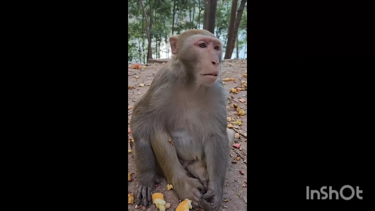 Funny monkey 🐒