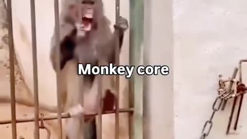 Must watch funny monkey core
