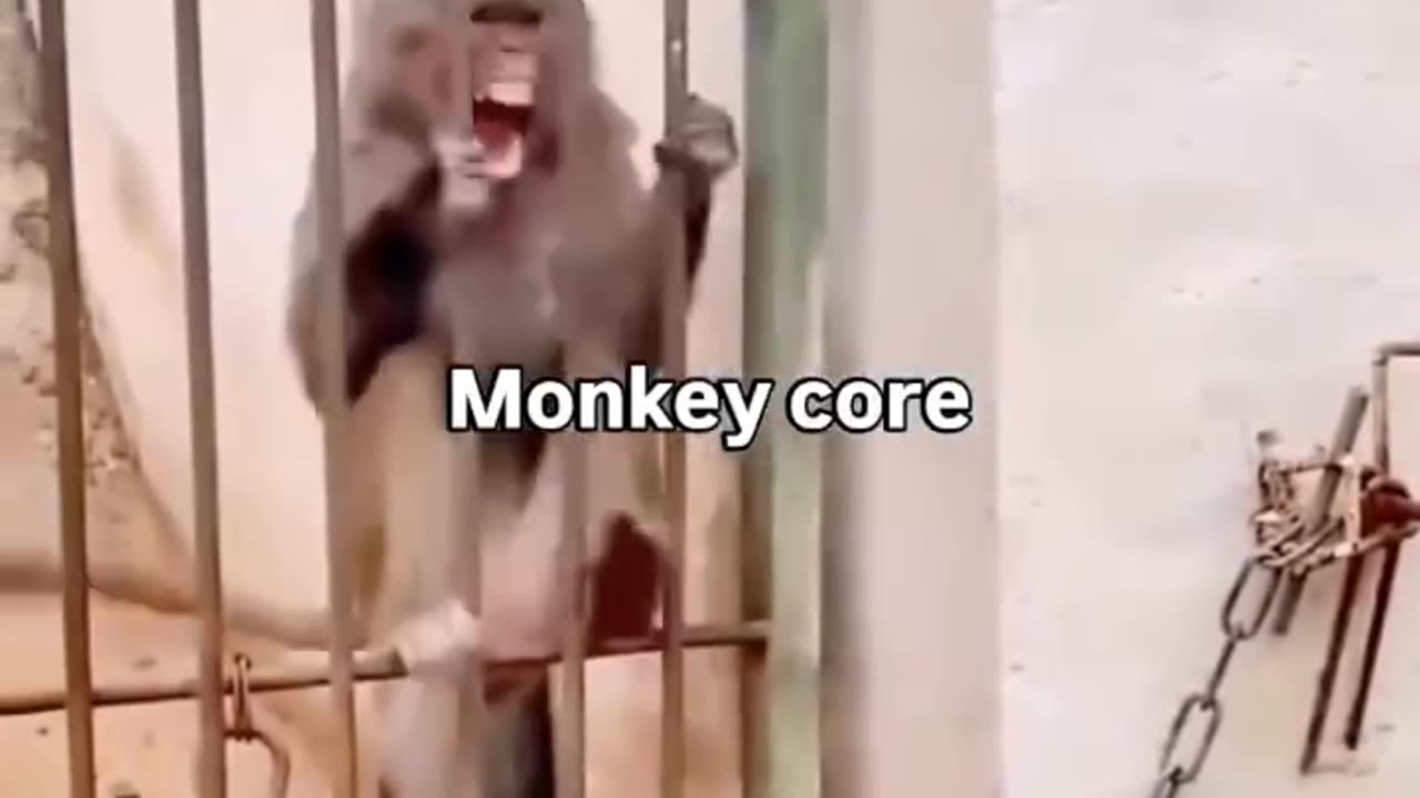 Must watch funny monkey core