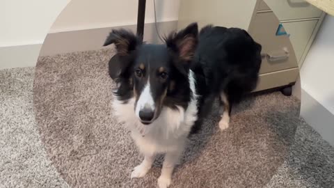 Is Mommy's Water the SECRET to Sheltie Happiness?