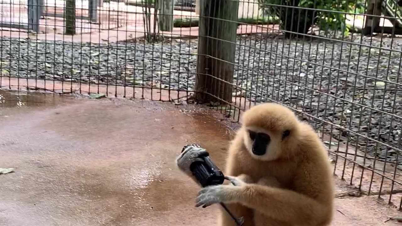 Monkey Snags Radio