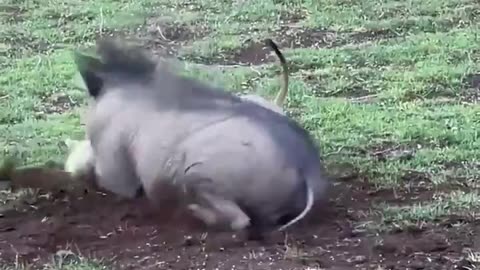 Timon Pumba IRL