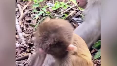 Funny Monkey Family Daily Life Video