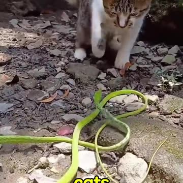 Cat vs Snake