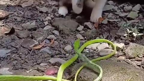 Cat vs Snake