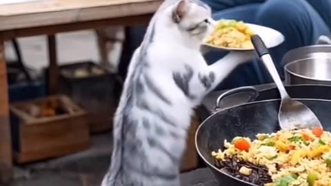 Cat is cooking #cat #cooking