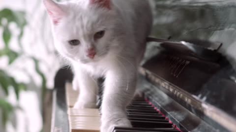 Sweet Cat plays Piano