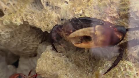 Unique world of fish 🐠🐟 crape