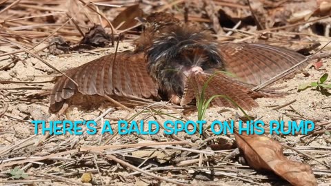 Brown Thrasher with Feather Loss