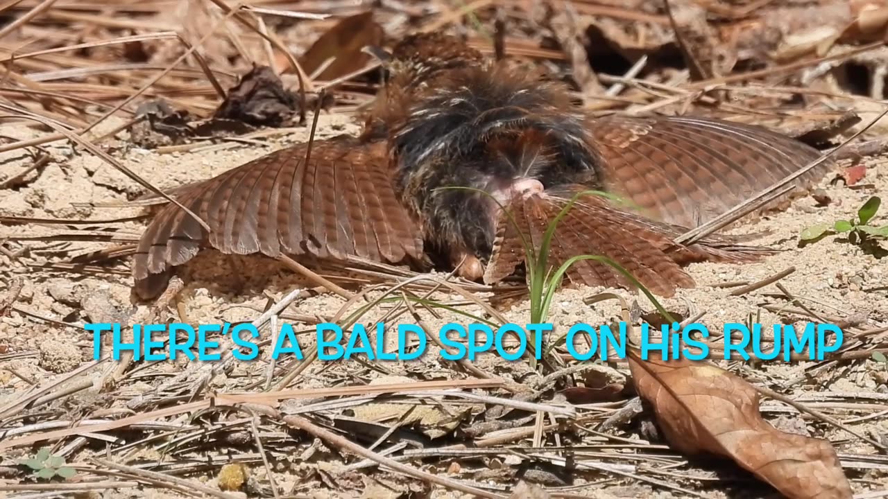 Brown Thrasher with Feather Loss