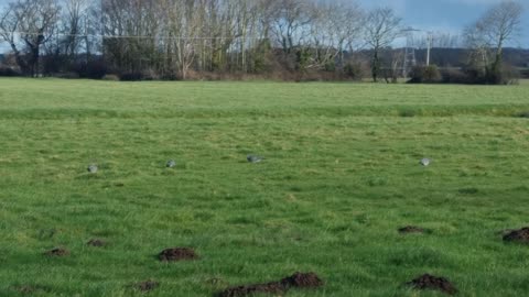 Pigeons In A Field In North Wales