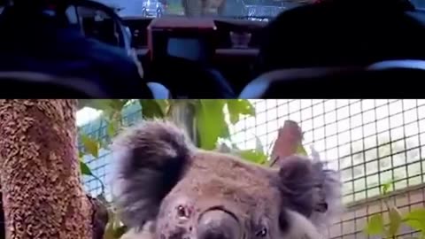 Koala = JP T-Rex?