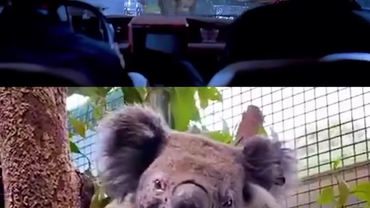 Koala = JP T-Rex?