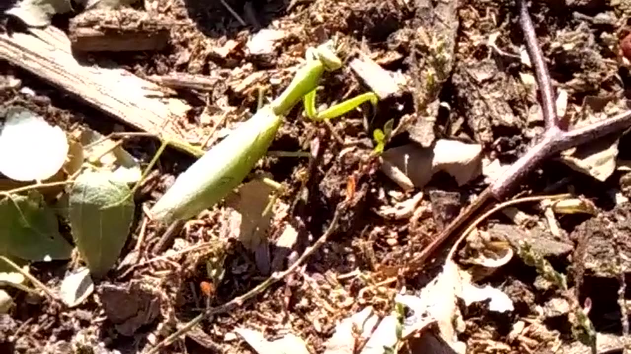 Mantis