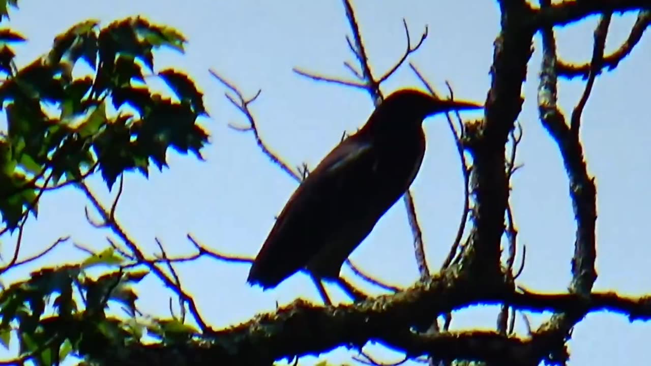 Green Heron