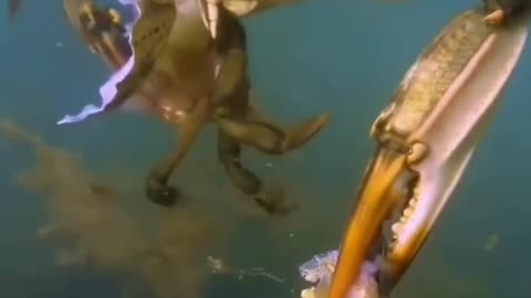 Crab enjoying Crab's meat