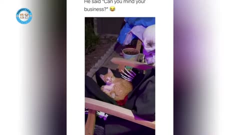 Funniest Cats and Dogs 🐶🐱 | Funny Animal Videos 2024 P33