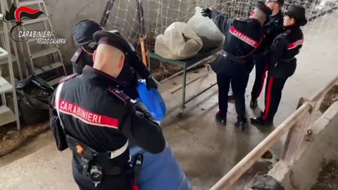 Reggio Calabria: Scoperta piantagione di marijuana, due arresti